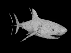 The Great White Shark - Animated and Rigged 3D Model