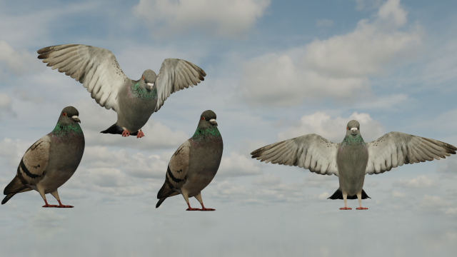 Pigeons 3D Model .c4d .max .obj .3ds .fbx .stl .blend 