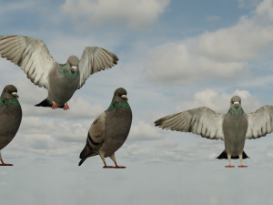 Pigeons 3D Model