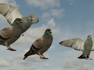 Pigeons 3D Model