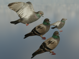 Pigeons 3D Model
