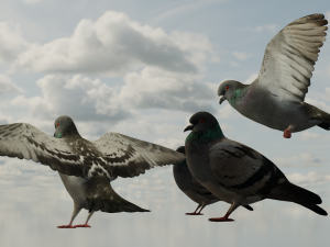 Pigeons 3D Model