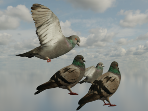 Pigeons 3D Model