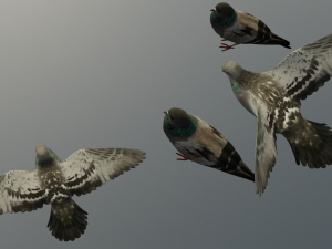 Pigeons 3D Model