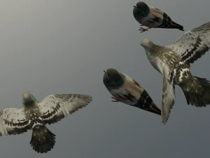 Pigeons 3D Model