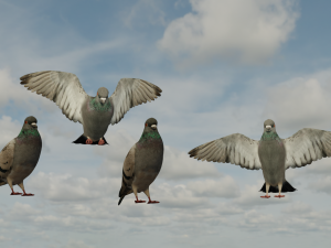 Pigeons 3D Model