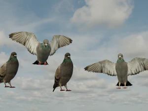 Pigeons 3D Model