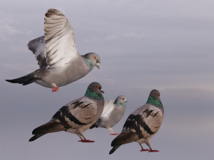 Pigeons 3D Model