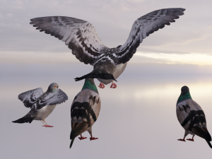 Pigeons 3D Model