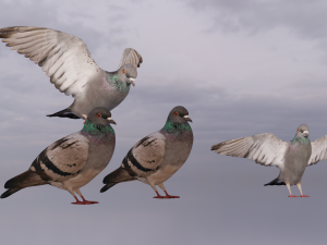 Pigeons 3D Model