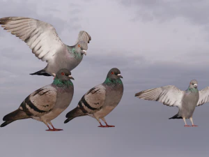 Pigeons 3D Model