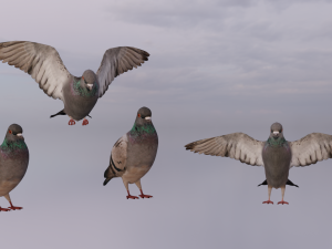 Pigeons 3D Model