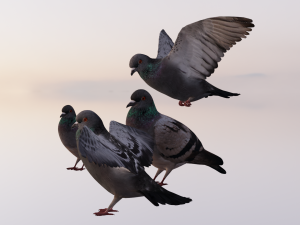 Pigeons 3D Model