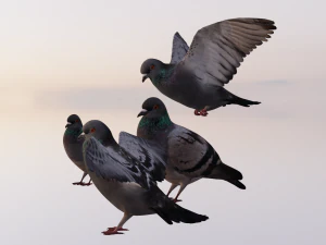 Pigeons 3D Model
