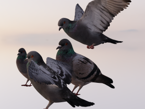Pigeons 3D Model