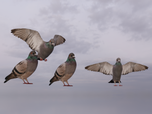 Pigeons 3D Model
