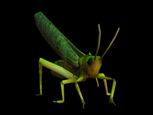 Grasshopper Animated 3D Model