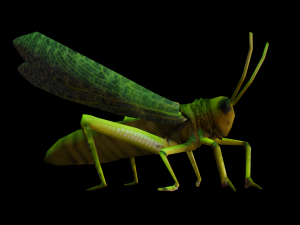 Grasshopper Animated 3D Модель