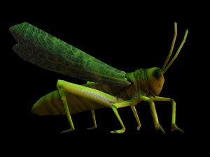 Grasshopper Animated 3D Model