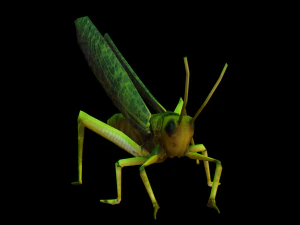 Grasshopper Animated 3D Model