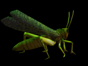 Grasshopper Animated 3D Model