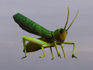 Grasshopper Animated 3D Model