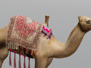 Camel 3D Model