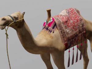 Wielbłąd Model 3D