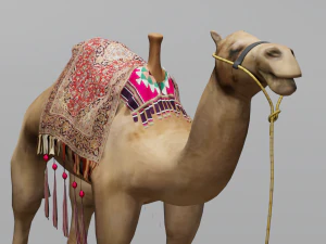 Wielbłąd Model 3D