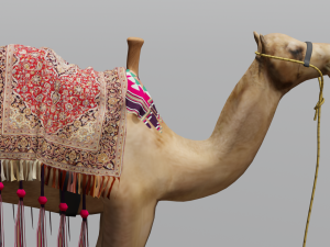 Camel 3D Model