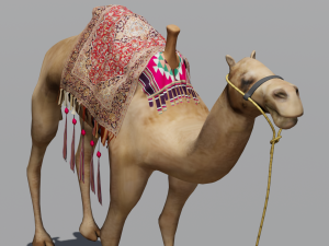Camel 3D Model
