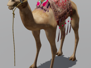 Camel 3D Model