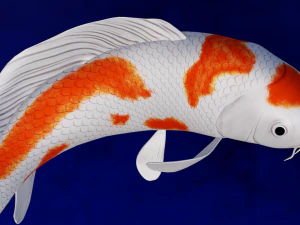 鯉 3Dモデル