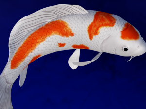 Koi Fish 3D Model