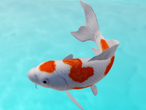 Koi Fish 3D Model