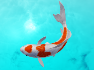 Koi Fish 3D Model