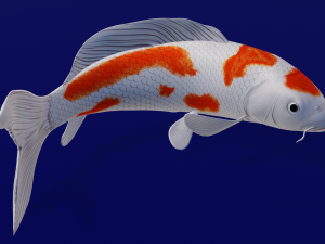 Koi Fish 3D Model