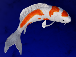 Koi Fish 3D Model