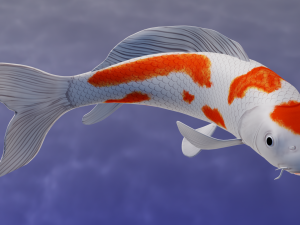Koi Fish 3D Model