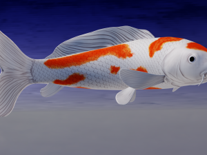 Koi Fish 3D Model