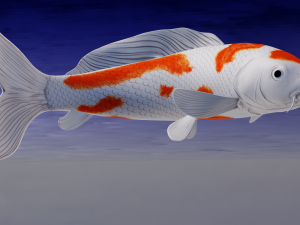 Koi Fish 3D Model