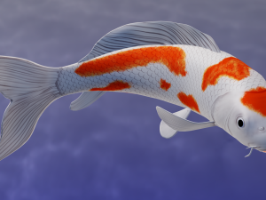 Koi Fish 3D Model