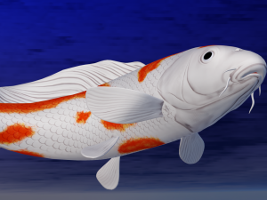Koi Fish 3D Model