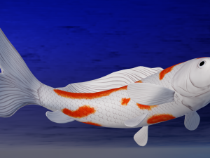 Koi Fish 3D Model