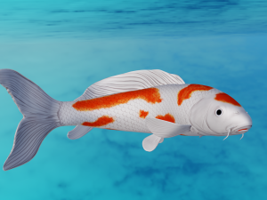 Koi Fish 3D Model