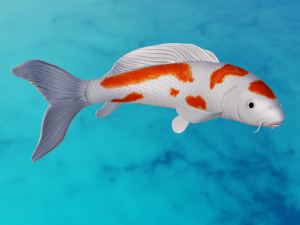 Koi Fish 3D Model