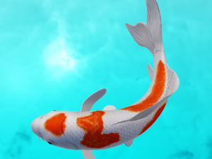 Koi Fish 3D Model
