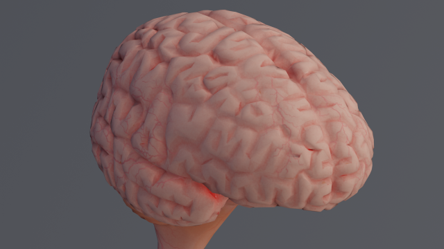Brain Modelo 3D .c4d .max .obj .3ds .fbx .stl .blend 