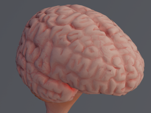 Brain Modèle 3D