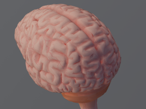 Brain Modelo 3D